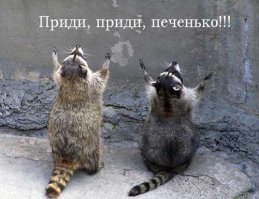 А это другие 2 енота