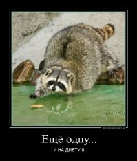 Енот вломился в дом и сожрал все самое вкусное на глазах у хозяйки