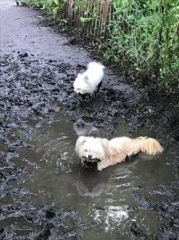 Хозяин , давай к нам, тут весело.