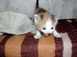 Опять кошки!!?