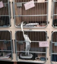 Кошачий фотопозитив