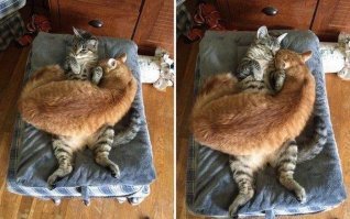 Много кошек не бывает.
.