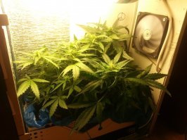 Вот ещё вариант