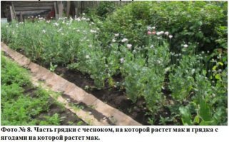 Если поднять новости МВД, то можно увидеть - "В Пермском крае стартовал второй этап межведомственной комплексной оперативно-профилактической операции «Мак-2018»" Вот так наверно им кто то про огород деда и сказал. И я не верю в незнание деда. Судя по фото у него этот мак рос на обычных грядках вместе с другими овощами
