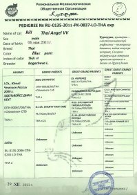 Субботний котопост