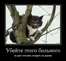 Спасатель котов 4 года снимает кошек с деревьев