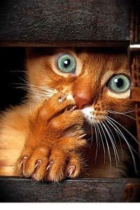 Интересно как !