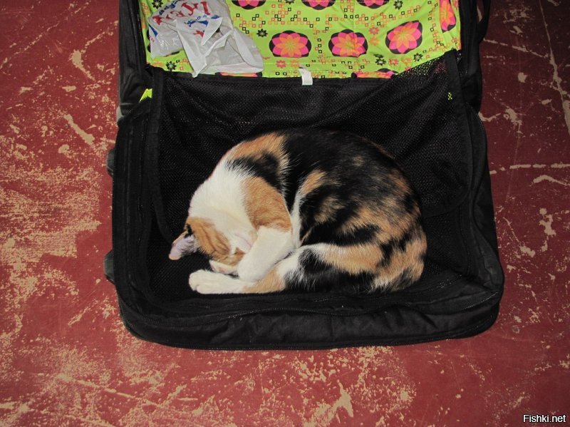 Моя Мурка инспектирует чемодан перед заполнением. :)