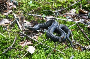 я вот тоже пару недель назад был в грибных лесах, под Питером, в сторону Тихвина.
Забрел на гадючий холм, было стремновато но сфоткать все же хотелось одну)