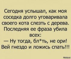 Спасатель котов 4 года снимает кошек с деревьев