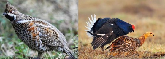 Ну ежели бифштекс из лосятины, то яйцо нужно тетерева, накрайняк рябчика!