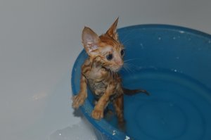 Три недели. 
Грязный, блохастый, зашуганый.
Чистый, сытый, довольный.