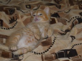 Три недели. 
Грязный, блохастый, зашуганый.
Чистый, сытый, довольный.