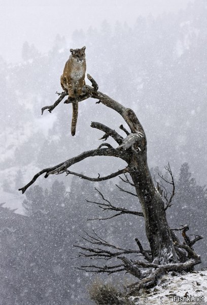 Кот на дереве, срочно спасите котика :)