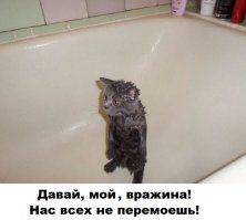 Помытые и оскорбленные: 8 котов, принявших ванну