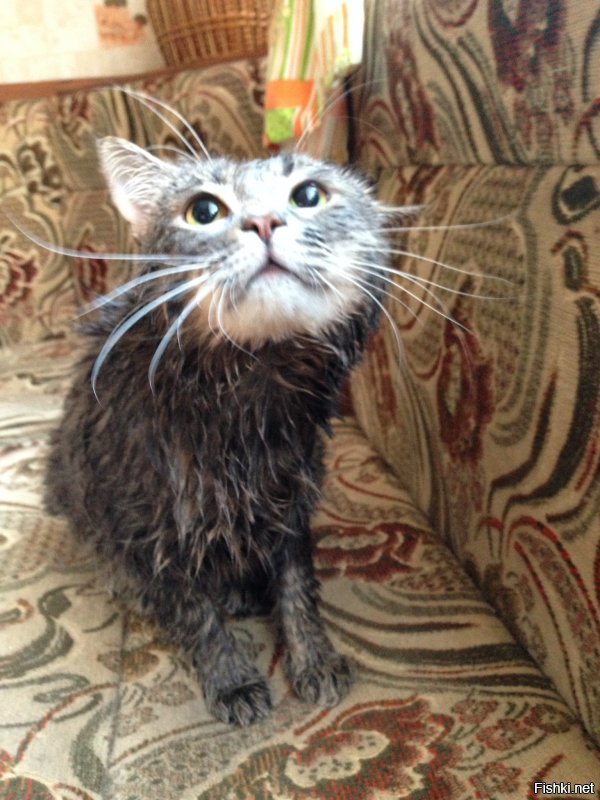 Помытые и оскорбленные: 8 котов, принявших ванну