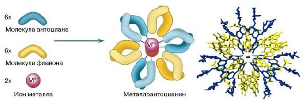 - При реакции йода с крахмалом образуется клатратное соединение амилозы и йода, имеющее синий цвет. Это не окисление.
- Цитрусовые, как и многие другие растения, содержат антоцианы и флавоноиды. При реакции смеси антоцианов и флавоноидов с металлами возникают комплексные соединения металлоантоцианины, придающие раствору разнообразные цвета. Реакция на промежуточных стадиях требует присутствия кислорода, но окислением тоже не является.
Если интересно, то вот здесь краткая информация, рассчитанная на прошаренного непрофессионала:

А если нужно всё по взрослому, то Вам сюда: