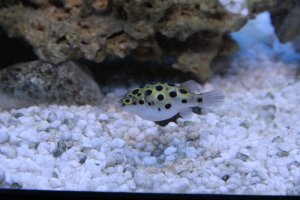 тетрадоны родственники рыбы фугу, и сами тоже ядовиты. Рыба нож интересна не только формой, а тем что она электрическая, ориентируется в пространстве и ищет пищу электрическими полями. Живут у меня и те и те