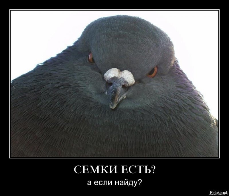Любишь кормить голубей? Отправят в тюрьму