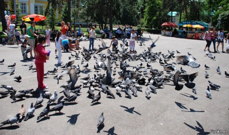 У нас в Алматы наоборот голубей кормят, около Вознесенского собора в парке панфиловцев есть целая площадь для этого, корм для голубей продают тут же. И белок там же кормят. И никто от этого еще не умер.
Так что, голубей навалом, причем разных...