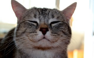 Коты на стиле