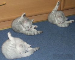 Когда коту делать He}{yи...