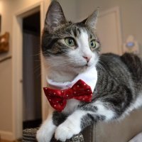 Коты на стиле