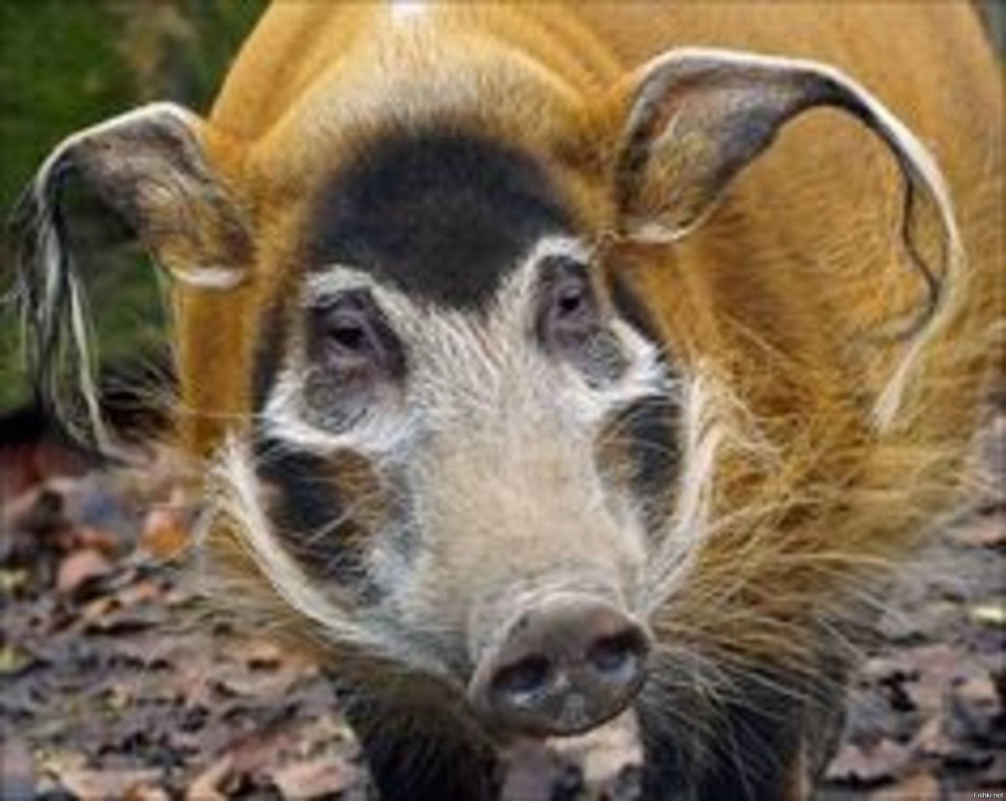 Свиньи в африке. Речная кистеухая свинья. Африканская кистеухая свинья. Африканская кистеухая (Речная) свинья. Африканская кистеухая.
