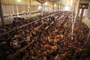 А вот это Вас не приводит в содрогание, правда?