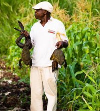 Тю, это разве лягушки?

Вот лягушки!