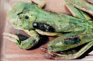 Да-да, и у акул не бывает рака. Хватит утверждать фуйню, да еще и биологу. 

Самльмонеллёз, хитридиомикоз итд итп.