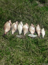 ниже по течению,несколько десятков километров