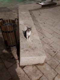 Очень колоритные уличные коты