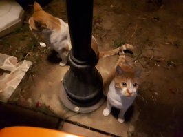 Очень колоритные уличные коты