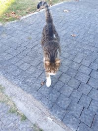 Очень колоритные уличные коты