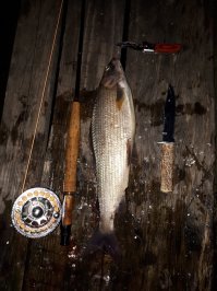 Хариус с кедровым орехом. Походная кулинария