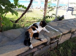 Очень колоритные уличные коты