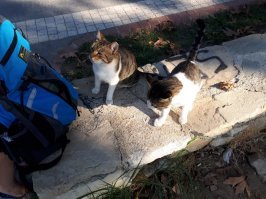 Очень колоритные уличные коты