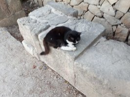 Очень колоритные уличные коты