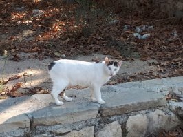 Очень колоритные уличные коты