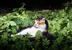 Как всегда, вставляю свои 5 копеек ))))