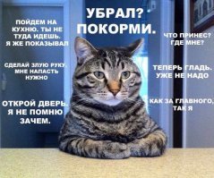 15 правил жизни настоящего кота