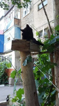 Очень колоритные уличные коты