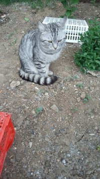 Очень колоритные уличные коты