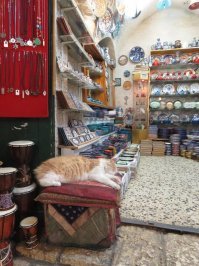 Очень колоритные уличные коты