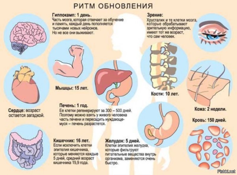 30 жизненных шпаргалок нннааада?