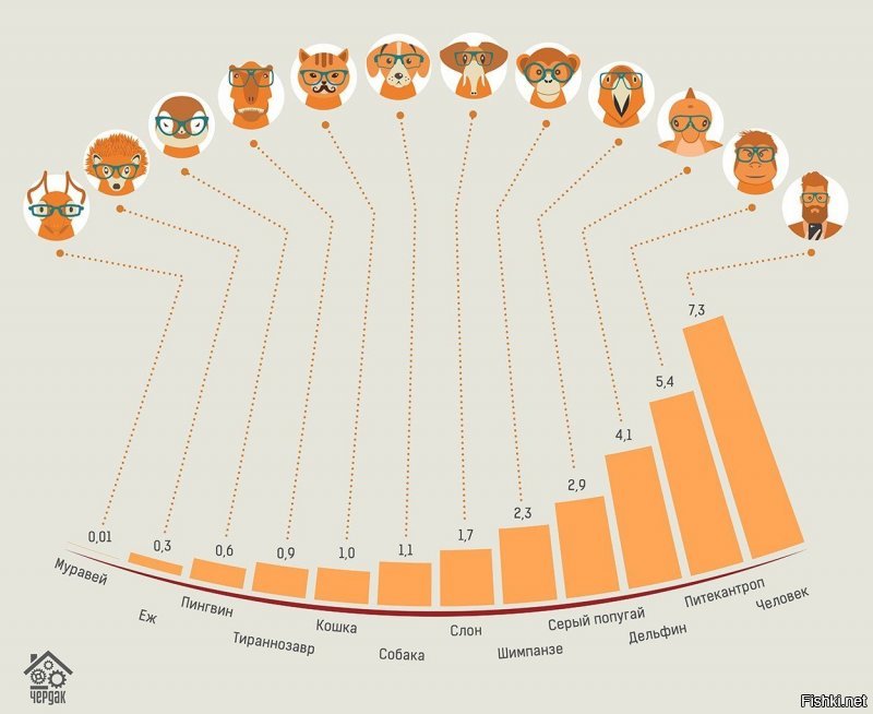 Рейтинг самых умных животных, который построен на основе сравнения массы мозга к массе тела.