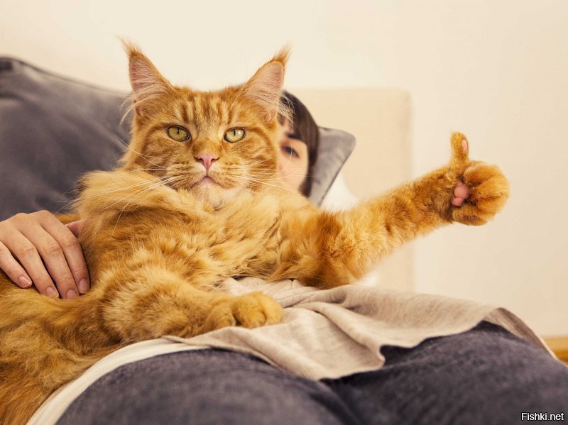 15 правил жизни настоящего кота