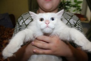 Кошачий фотопозитив