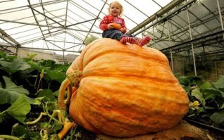 Сорт тыквы "центнер", у меня на даче вымахала красотка в 73,8 кг. При особых условиях (заморачиваться нужно много) можно вырастить тыковку этого сорта весом до 150-200 кг.
По поводу поста, то не сомневаюсь, что данная тыква генетически модифицированная и наверняка не была выведена натуральной селекцией.